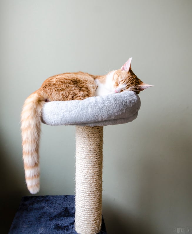 Cat sleeping on the pet bed 