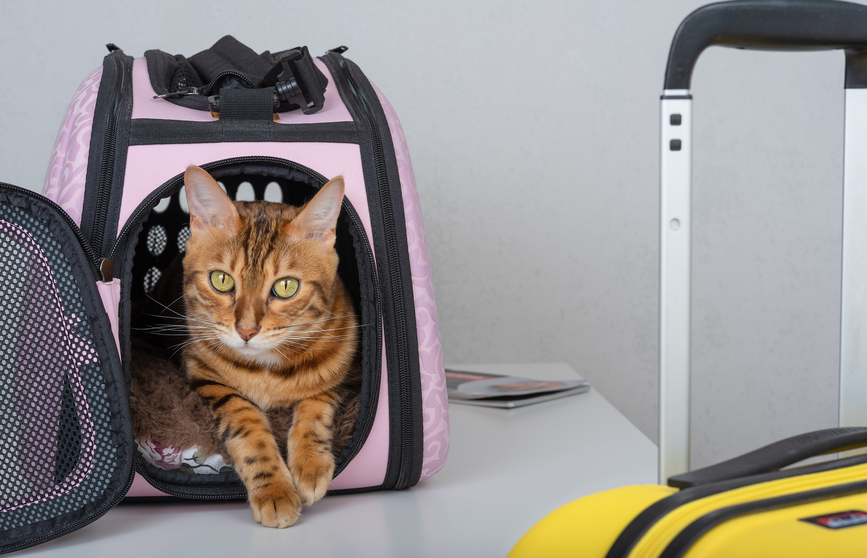 Traveling with pets. Suitcase and carrier for cats. Carrying cat.