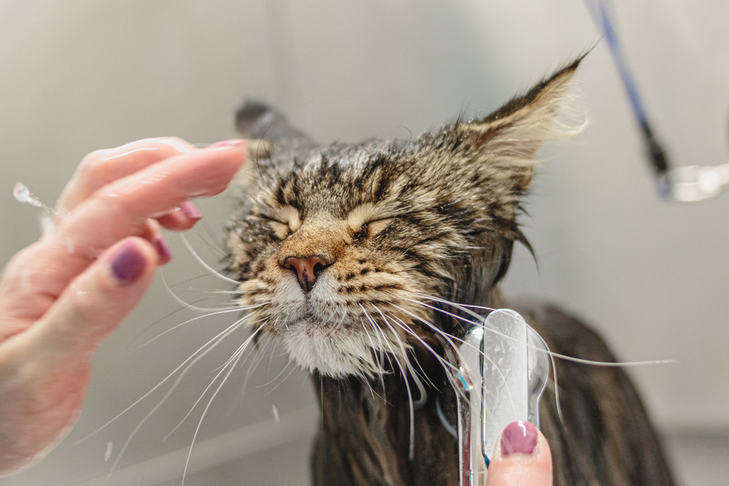 Cat getting washed at grooming salon and pet spa